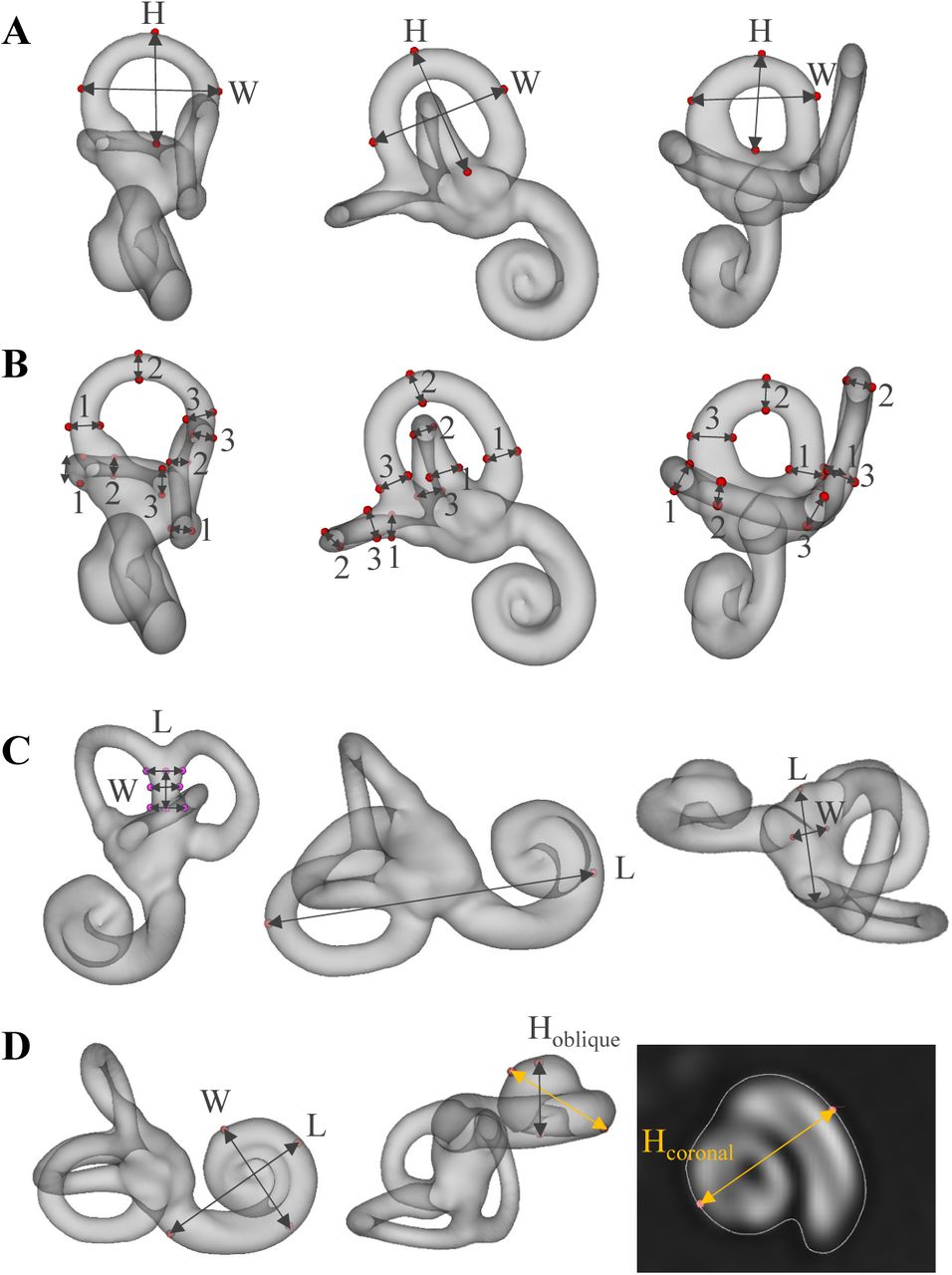 Ruminant inner ear shape records 35 million years of neutral