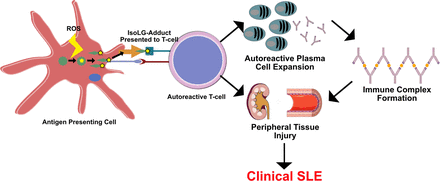 Figure 12: