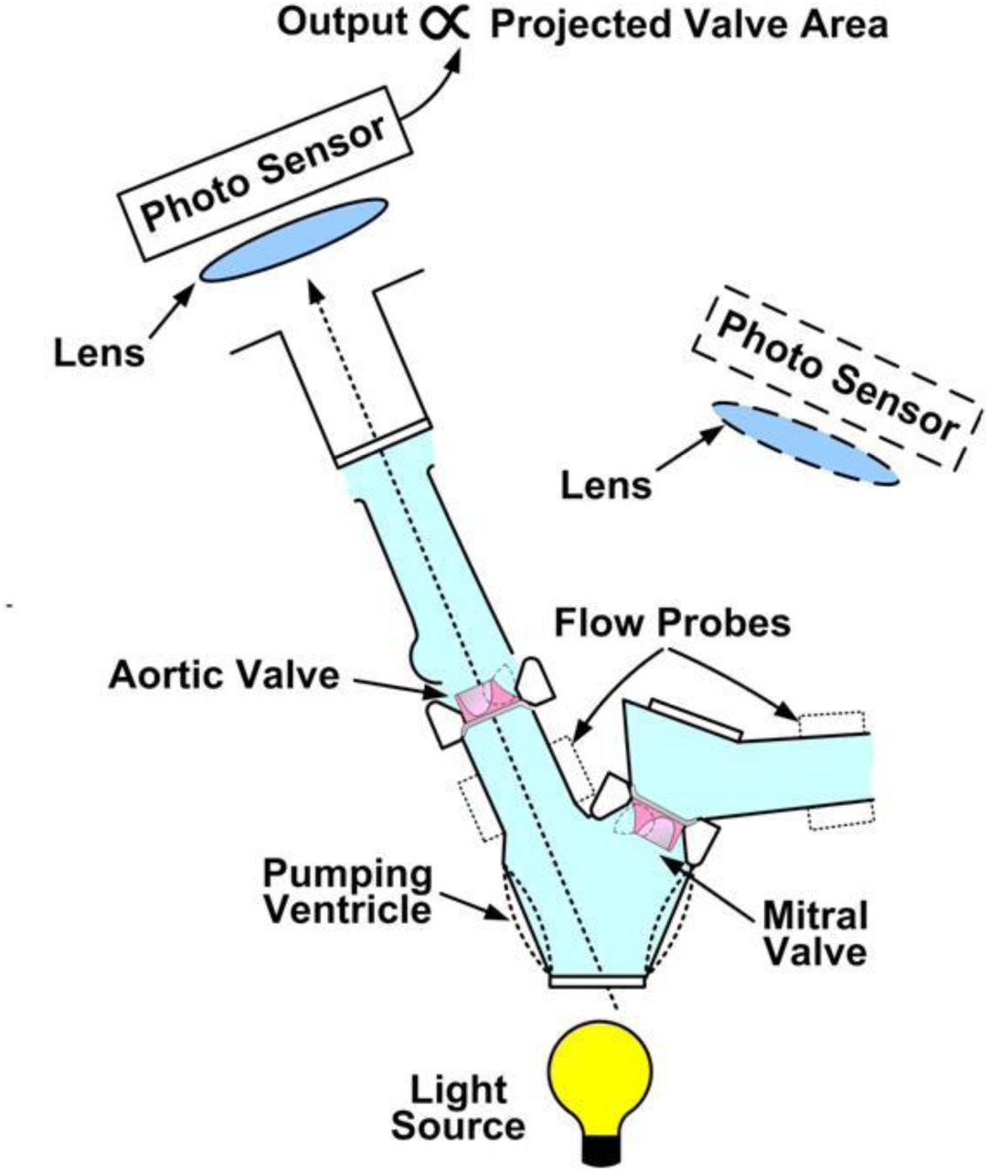 A turbulence in vitro assessment of On-X and St Jude Medical prostheses -  ScienceDirect