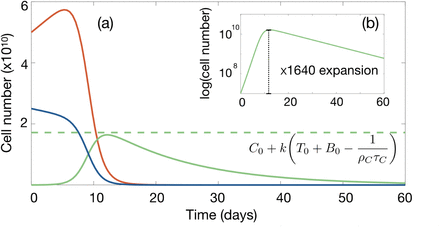 Car T Cell Therapy In B Cell Acute Lymphoblastic Leukaemia Insights From Mathematical Models Medrxiv