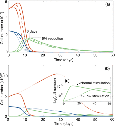 Car T Cell Therapy In B Cell Acute Lymphoblastic Leukaemia Insights From Mathematical Models Medrxiv