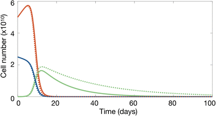 Car T Cell Therapy In B Cell Acute Lymphoblastic Leukaemia Insights From Mathematical Models Medrxiv