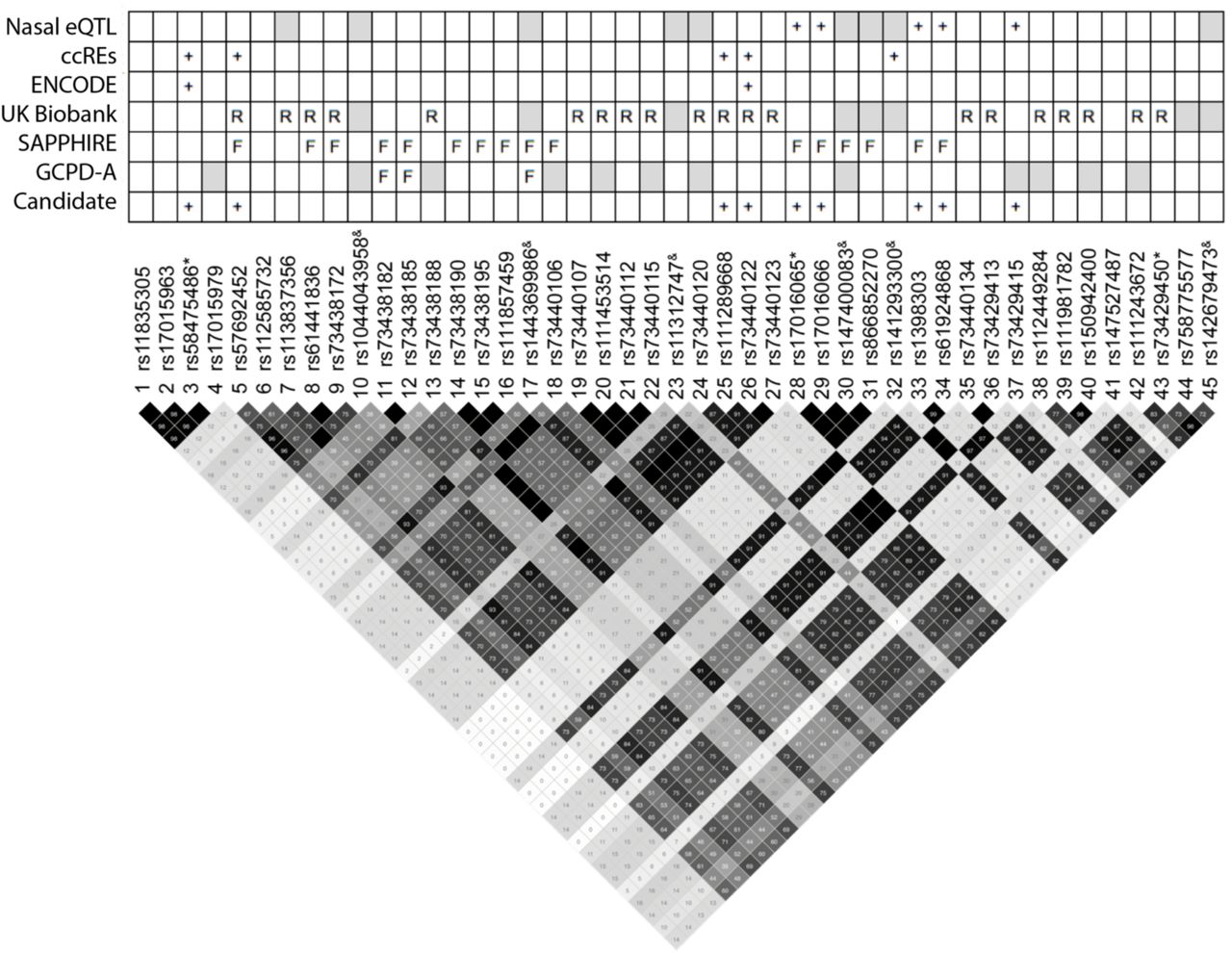 Novel KITLG/SCF regulatory variants are associated with lung function in  African American children with asthma