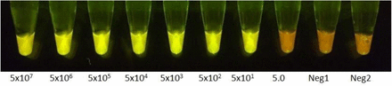 Figure 3: