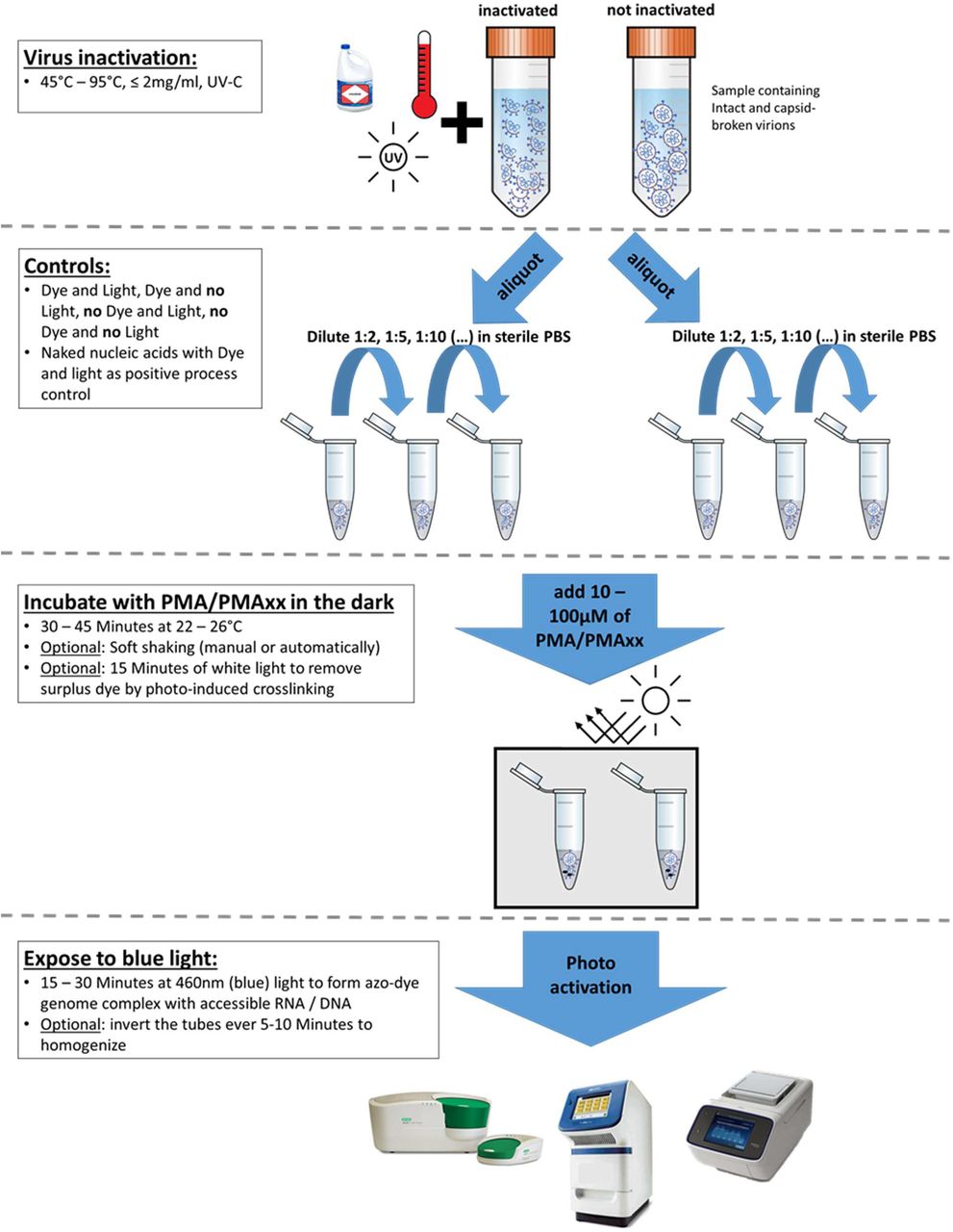 Capsid integrity quantitative PCR to determine virus infectivity in ...