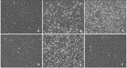 Figure 2: