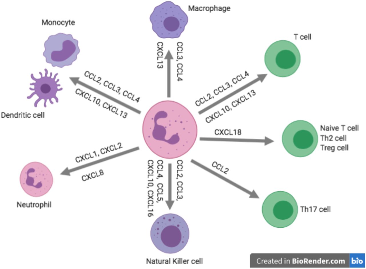 Exploring the role of monocyte chemoattractant protein-1 in fibroblast-like  synovial cells in rheumatoid arthritis [PeerJ]