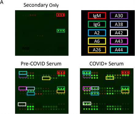 SUPPLEMENTARY FIGURE 2: