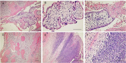 Fig 3.