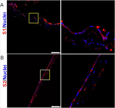 Fig 4: