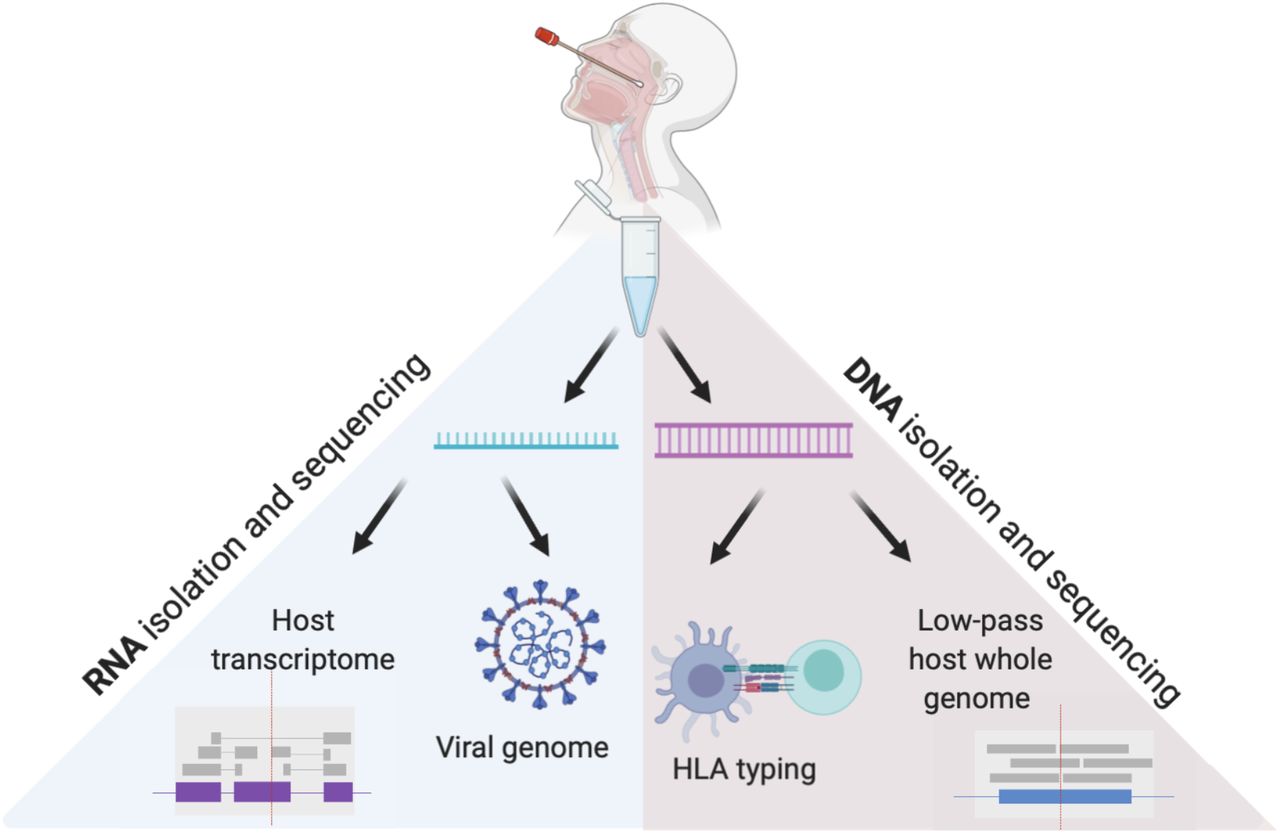 High-throughput SARS-CoV-2 and host genome sequencing from single  nasopharyngeal swabs