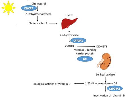 Figure 1: