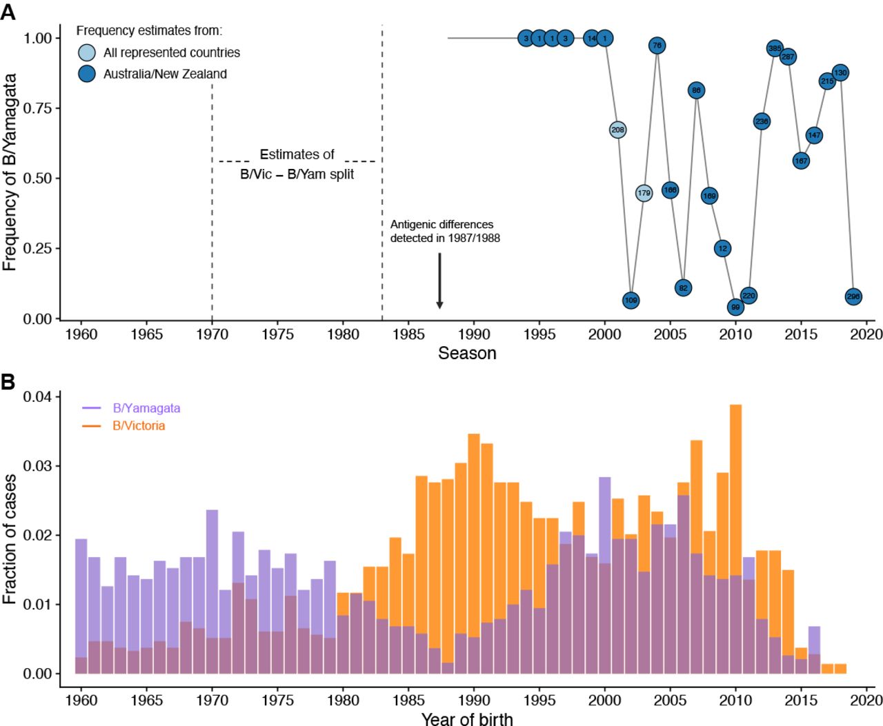 Lineage Specific Protection And Immune Imprinting Shape The Age Distributions Of Influenza B Cases Medrxiv