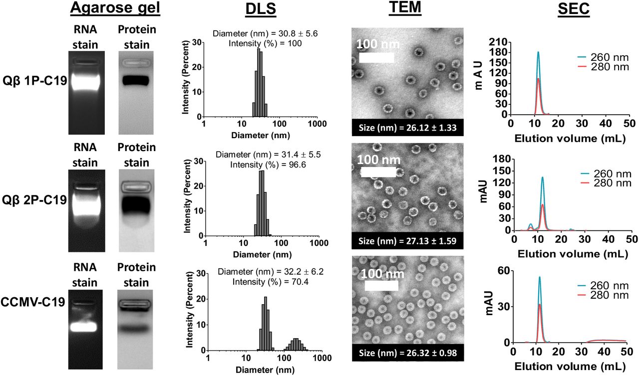 Biomimetic Virus-like Particles as SARS-CoV-2 Positive Controls for RT ...