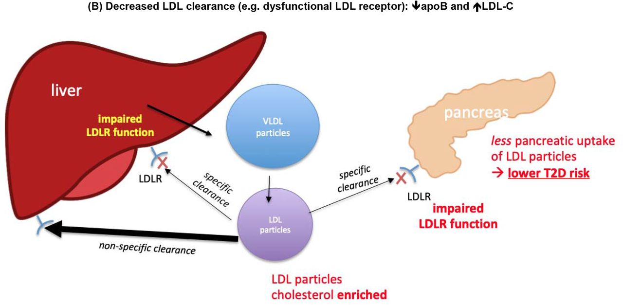 Effects Of Apolipoprotein B On The Lifespan And Risks Of Major Disease ...