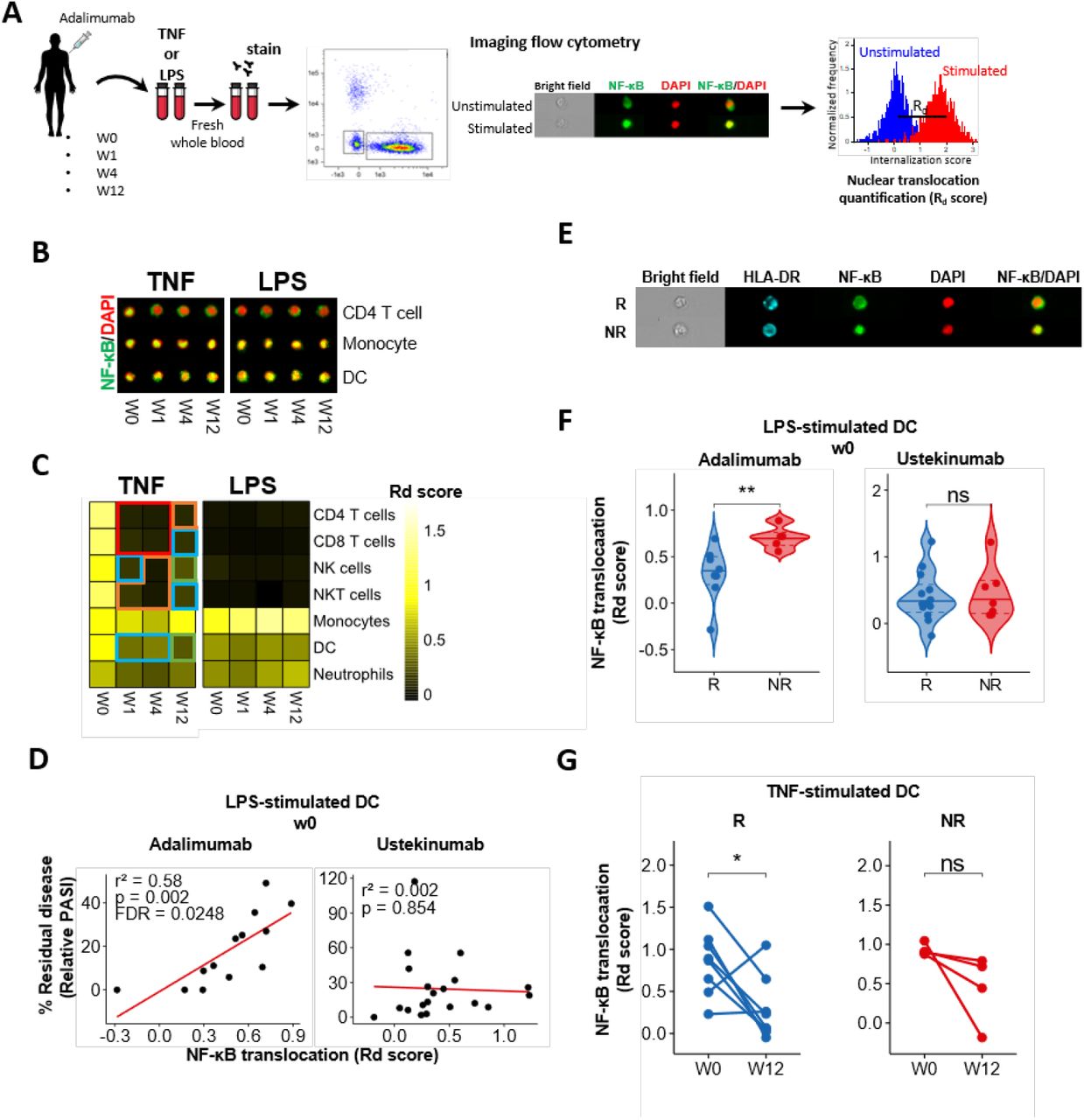 Enhanced Nf Kb Signaling In Type 2 Dendritic Cells At Baseline Predicts Non Response To Adalimumab In Psoriasis Medrxiv