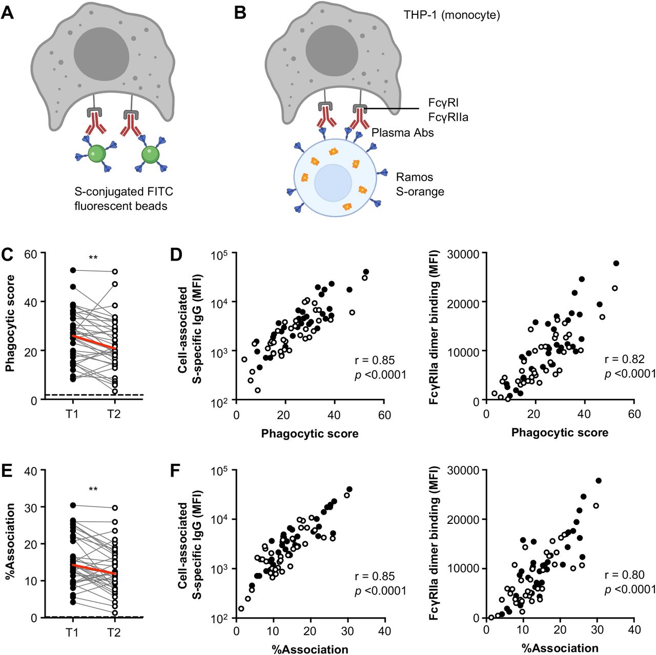 Decay Of Fc Dependent Antibody Functions After Mild To Moderate Covid 19 Medrxiv