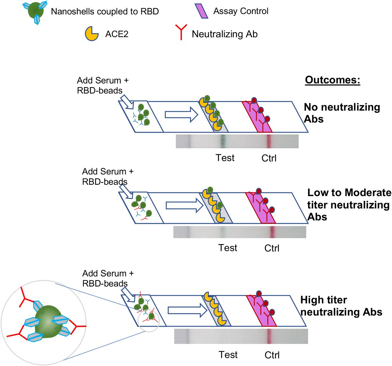 Development Of A Rapid Point-Of-Care Test That Measures Neutralizing ...