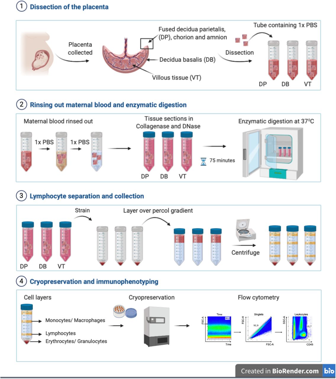 T cell Homeostatic Imbalance in Placentae from Women Infected with HIV in  the absence of Vertical Transmission | medRxiv