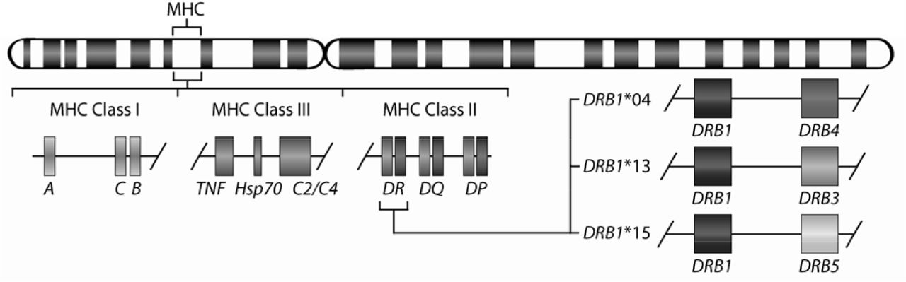 The exon 2 DNA sequence of HLA‐DQB1*03:516 compared with