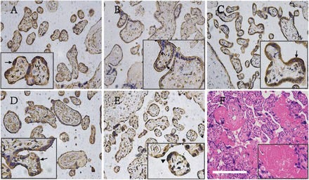 Fig.2.