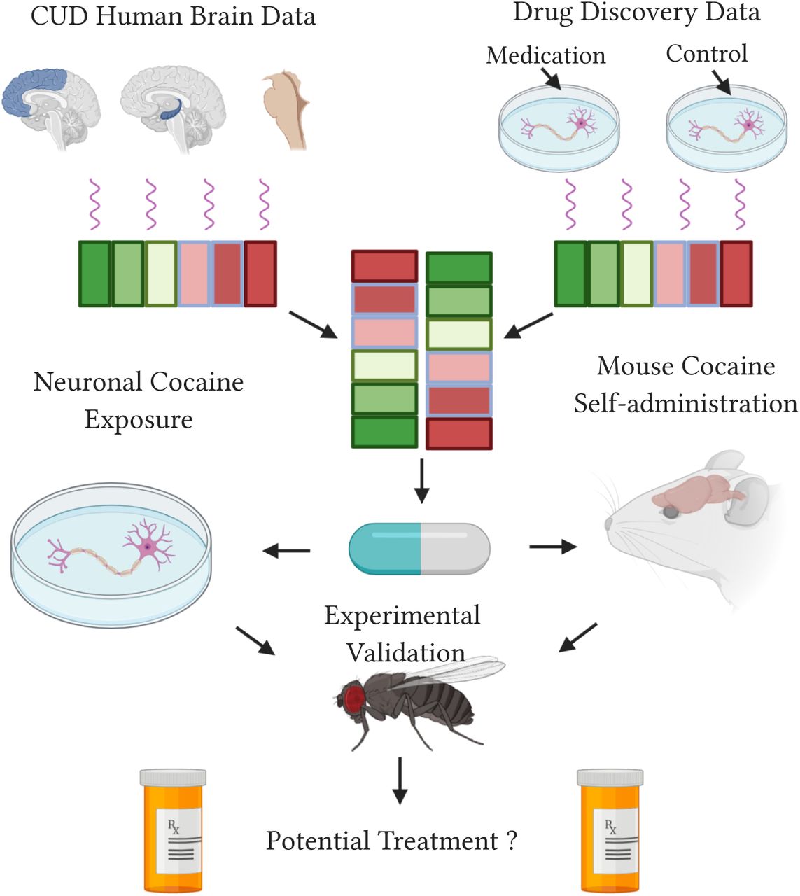 Ibrutinib as a Potential Therapeutic for Cocaine Use Disorder