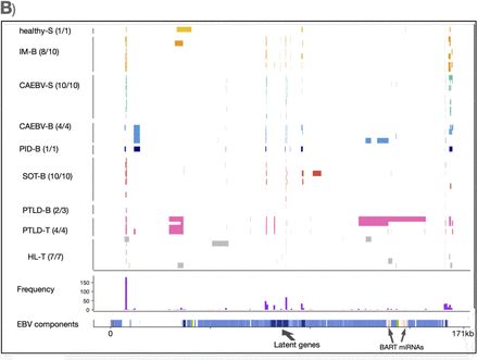 Figure 1B: