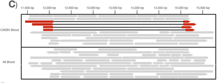 Figure 1C: