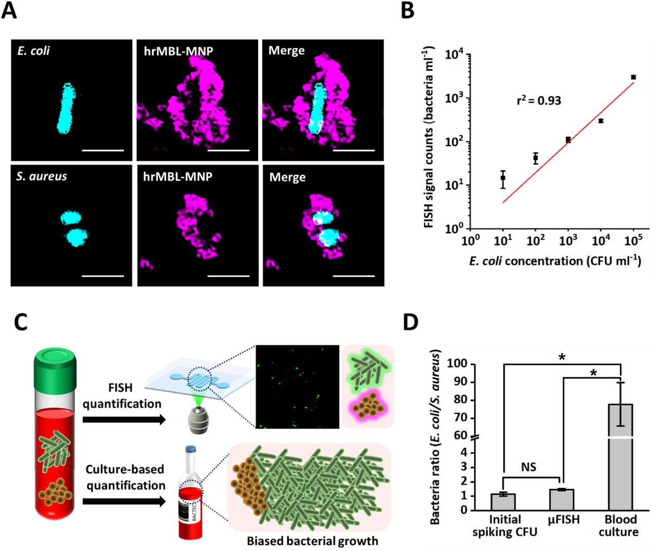 Quantitative Fluorescence In Situ Hybridization Fish Of Magnetically Confined Bacteria Enables Rapid Determination Of Early Stage Human Bacteremia Medrxiv