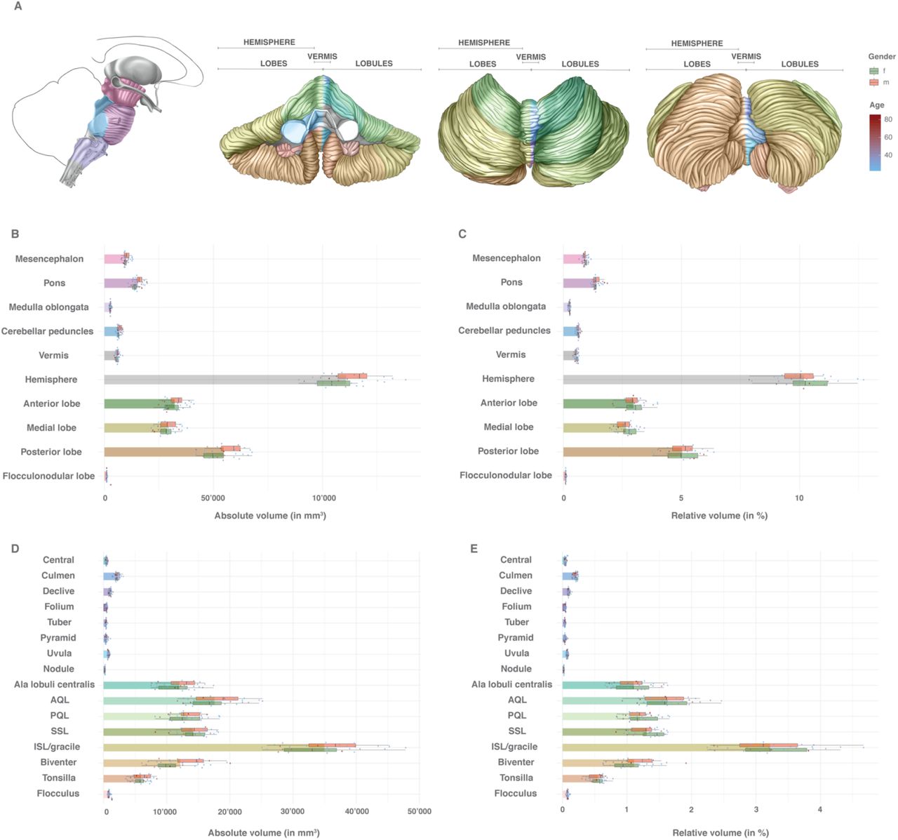 Your Brain: An Introduction to Its Anatomy – MGH MAPP