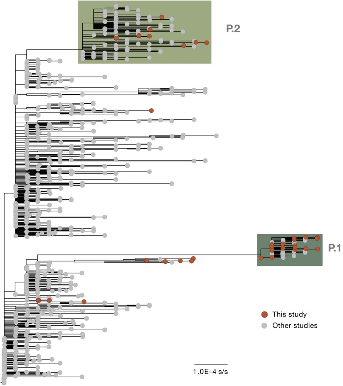 Genomics And Epidemiology Of A Novel Sars Cov 2 Lineage In Manaus Brazil Medrxiv