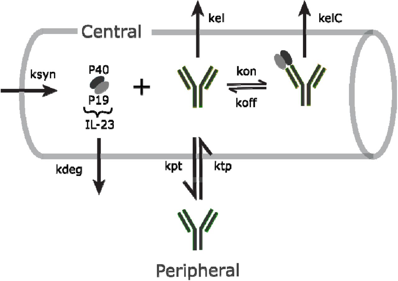 Role Of Il 23 Neutralization In Psoriasis Insights From A Mechanistic Pk Pd Model And Meta Analysis Of Clinical Data Medrxiv