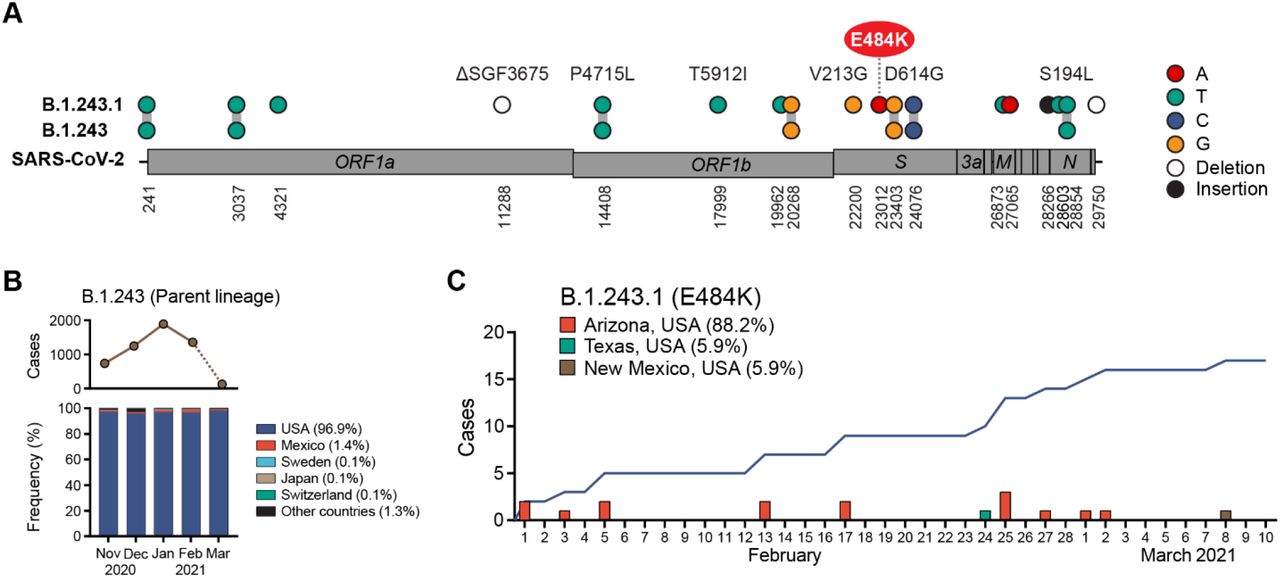 Assembly of SARS-CoV-2 genomes from tiled amplicon Illumina sequencing  using Geneious Prime – Geneious