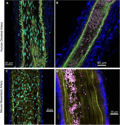 Figure 3: