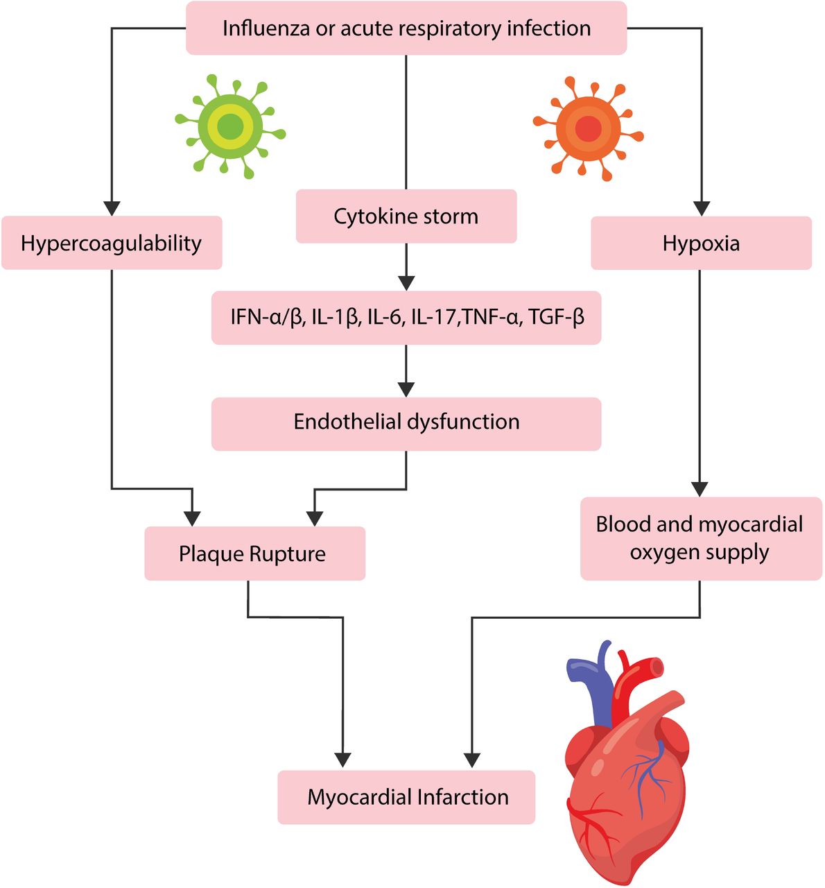 Acute Myocardial Infarction Pathophysiology