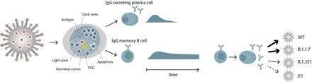 Figure 5.