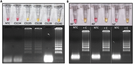 Figure 7