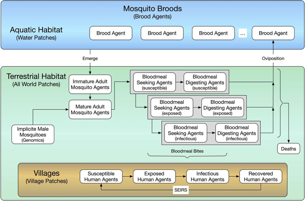 Case Study: End User Development of an Agent-based Model of