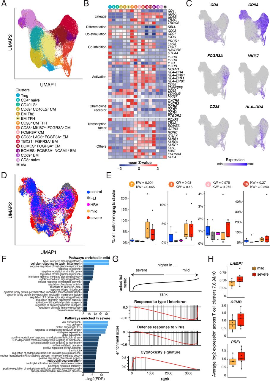 Complement Activation Induces Excessive T Cell Cytotoxicity In Severe Covid 19 Medrxiv