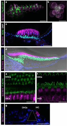 Fig. 2: