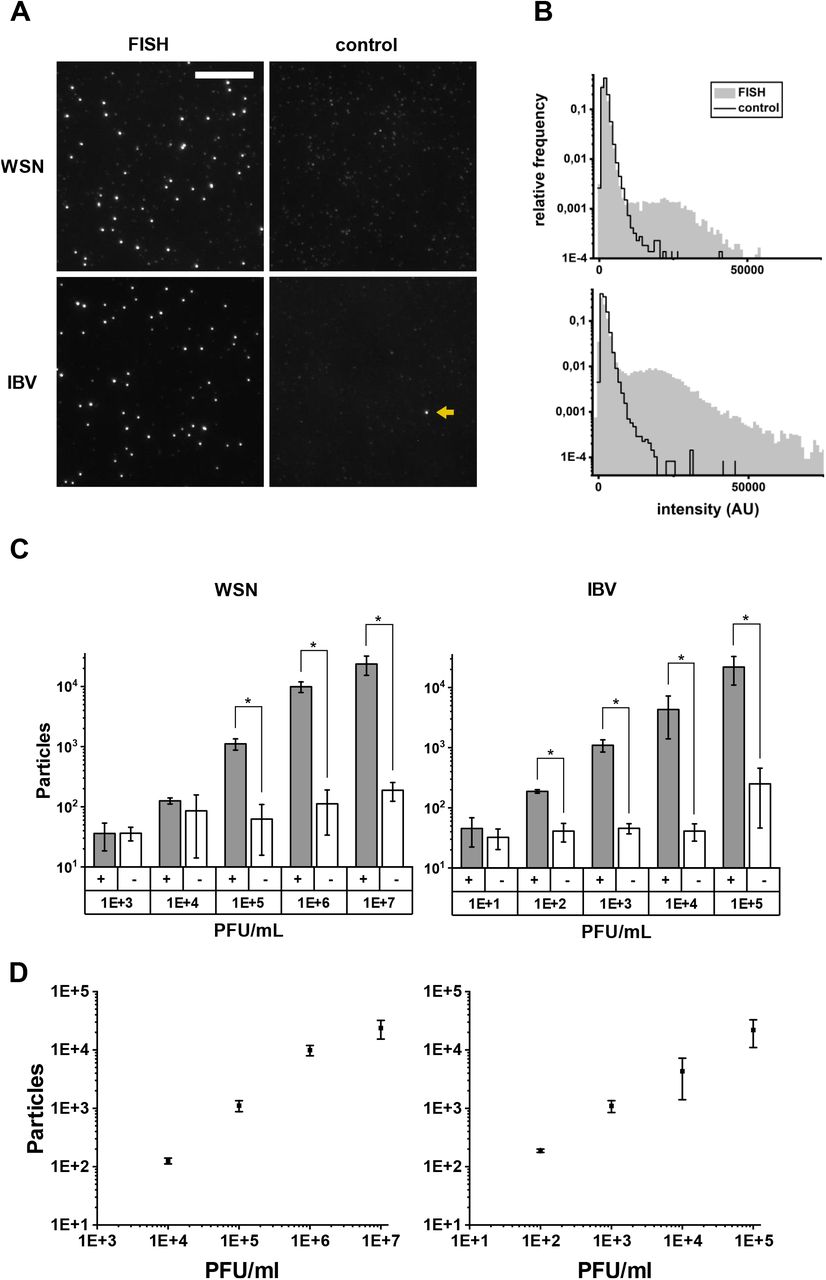 Turbo FISH: A Method for Rapid Single Molecule RNA FISH