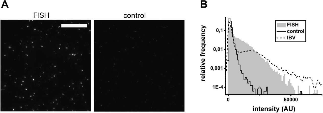 Turbo FISH: A Method for Rapid Single Molecule RNA FISH