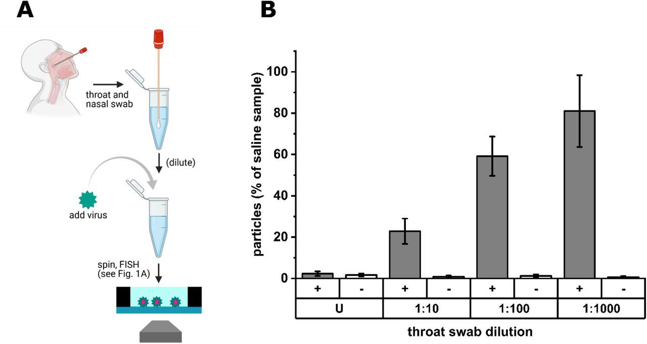 Turbo FISH: A Method for Rapid Single Molecule RNA FISH