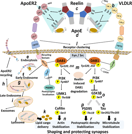 Fig 1: