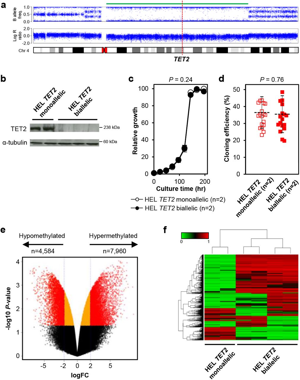 Biallelic Tet2 Mutation Sensitizes To 5 Azacitidine In Acute Myeloid Leukemia Medrxiv