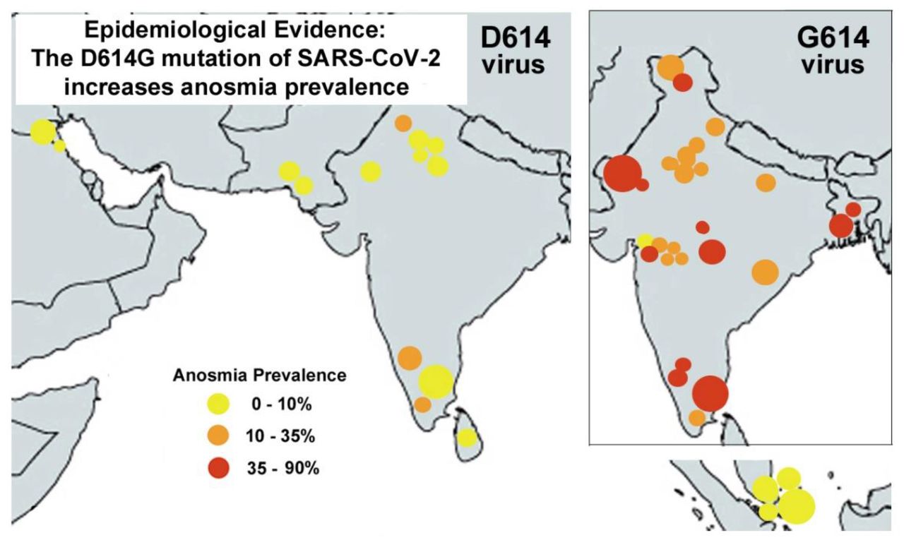 The D614G virus mutation enhances anosmia in COVID-19 patients: Evidence  from a systematic review and meta-analysis of studies from South Asia |  medRxiv