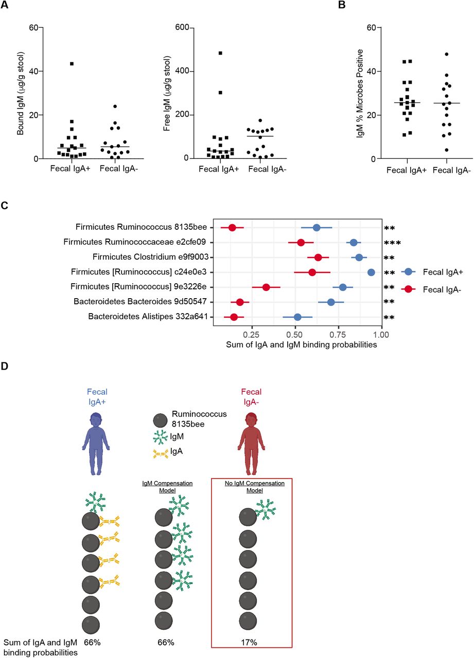 Systemic IgG repertoire as a biomarker for translocating gut