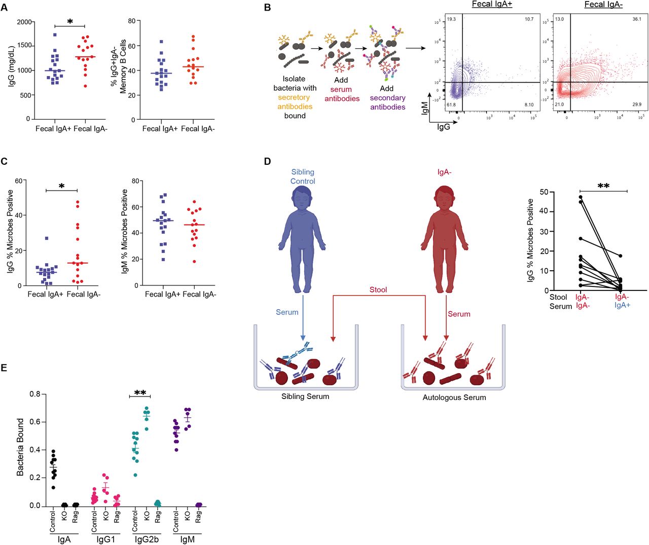 Microbial ecology perturbation in human IgA deficiency