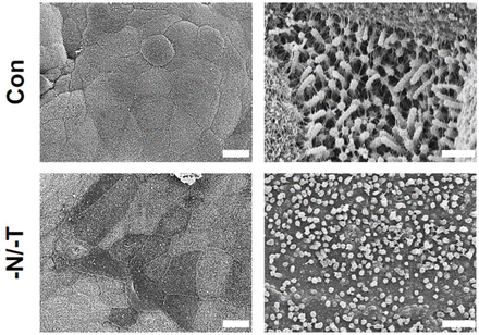 Supplementary Figure 3.