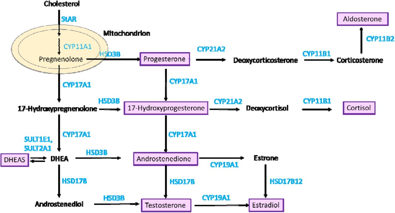 Sex steroid hormones and risk of breast cancer incidence and survival: A  two-sample Mendelian randomization study | medRxiv